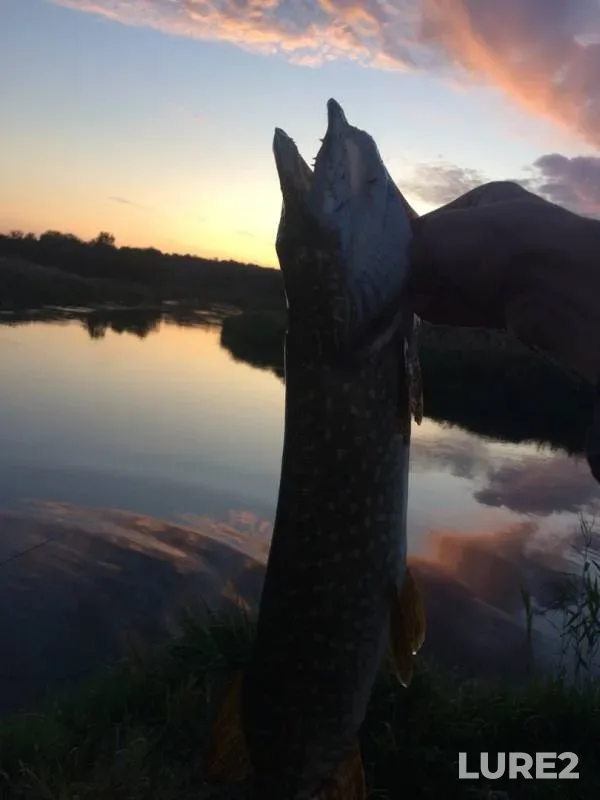 Щука — Воронеж, 05 сент. 2019 г.