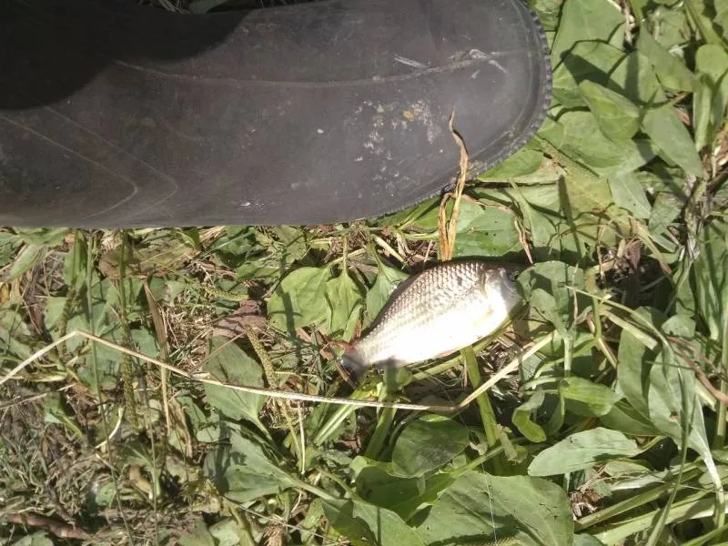 Карась