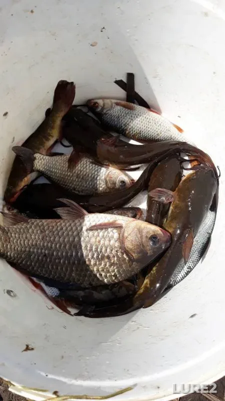 Сом, Карась — Гродненская область, Волковысский район, 30 апр. 2019 г.