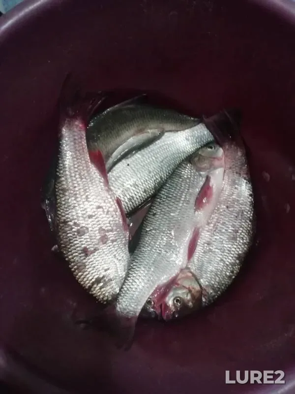 Язь — Сенная Курья, 23 мая 2019 г.