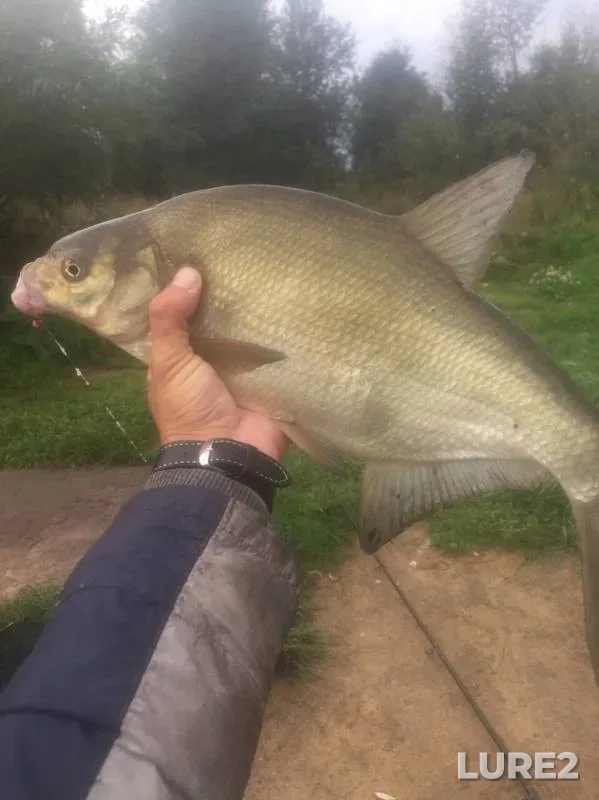 Лещ, Голавль — Неман, 06 сент. 2019 г.