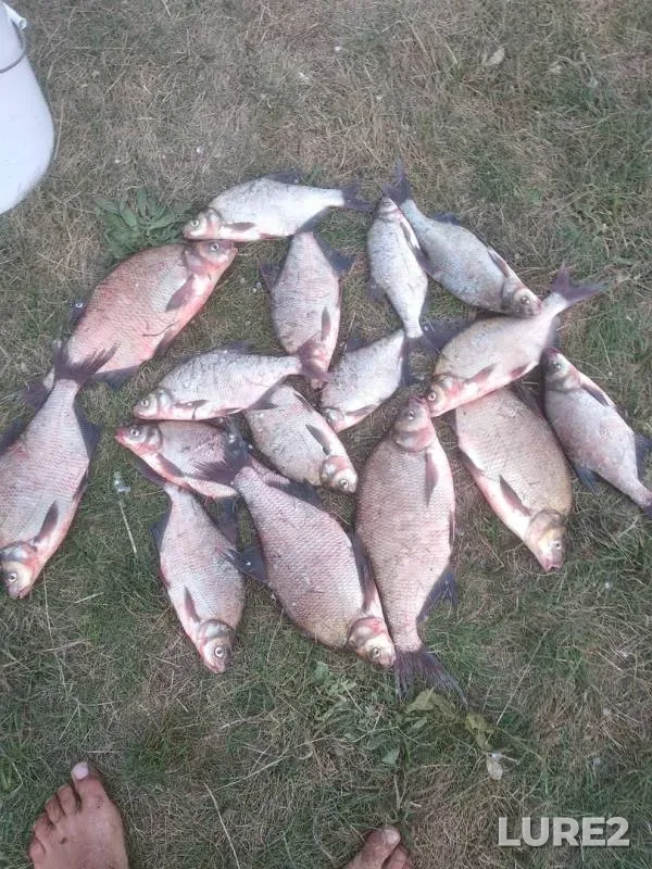 Лещ — Гродненское, 04 авг. 2019 г.