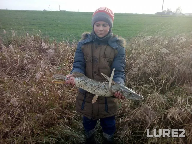 Щука — Гродненская область, Гродненский район, 02 нояб. 2019 г.