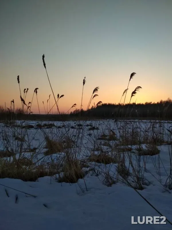 Голавль — Первая Дамба, 19 февр. 2019 г.