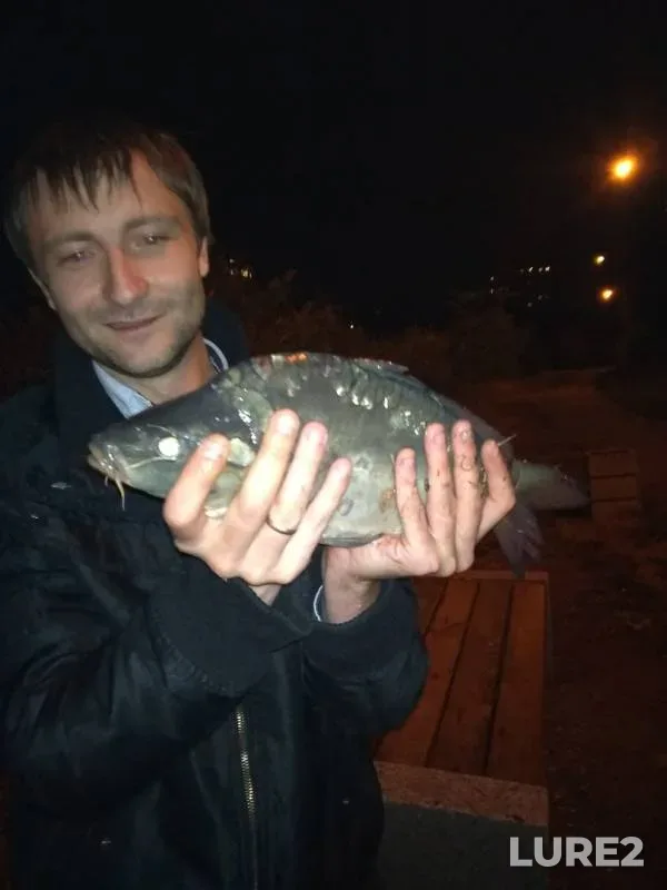 Карп