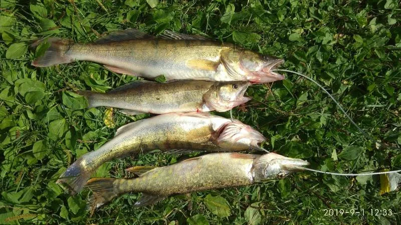 Щука, Судак
