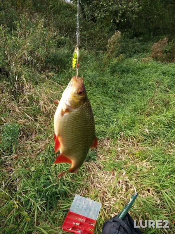 Краснопёрка — Рапусса, 03 окт. 2019 г.