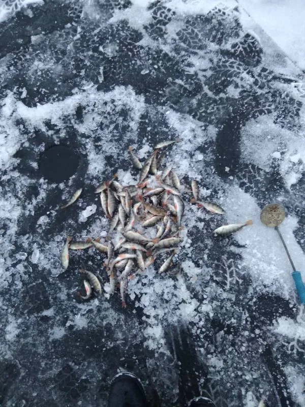 Окунь