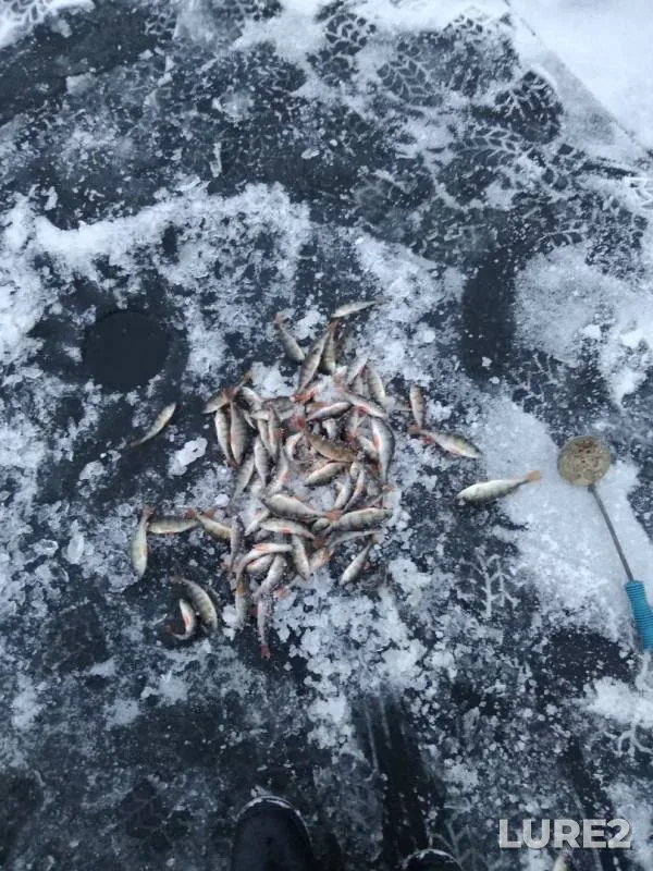 Окунь — Кривое, 17 нояб. 2019 г.