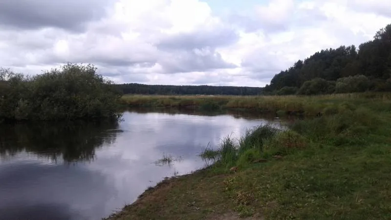 Окунь, Густера