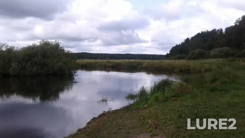 Окунь, Густера