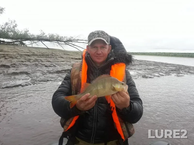 Окунь, Щука — Иртыш, 31 июл. 2019 г.