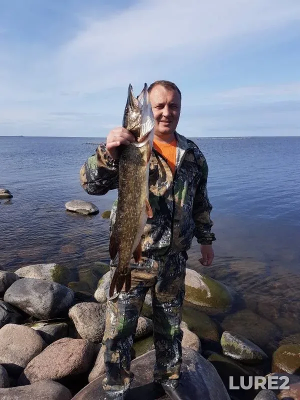 Щука — Ленинградская область, Волховский район, 09 сент. 2019 г.