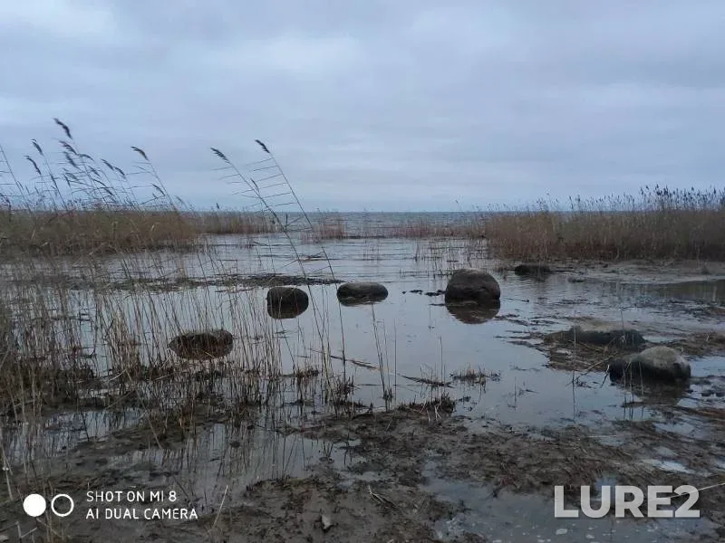 Налим — Ленинградская область, Всеволожский район, 20 нояб. 2019 г.