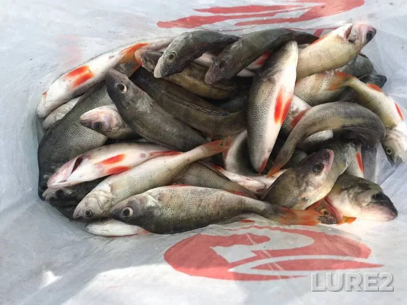 Окунь — Воронежское, 04 сент. 2019 г.