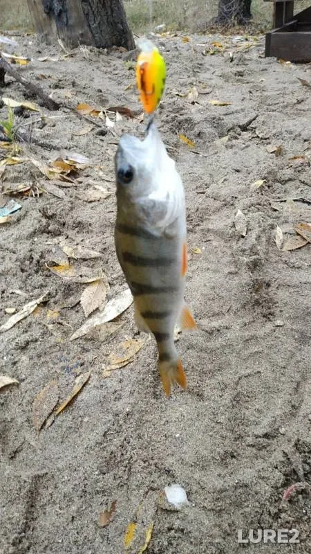Окунь — Воронеж, 11 окт. 2019 г.