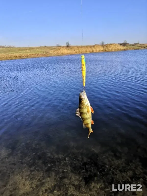 Окунь — Воронежская область, 16 нояб. 2019 г.
