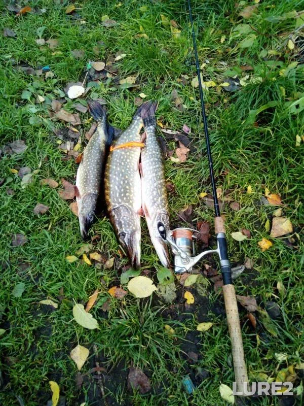 Щука — Днепр, 29 окт. 2017 г.