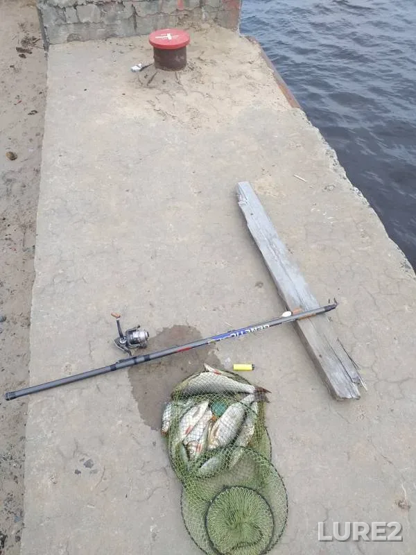 Лещ, Язь