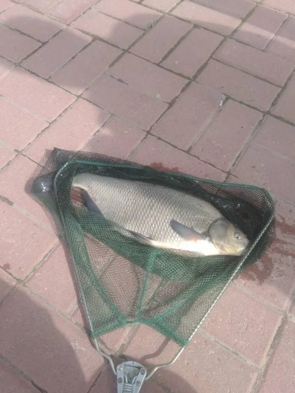 Лещ