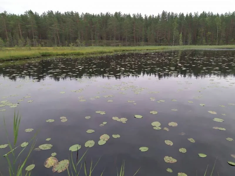 Щука