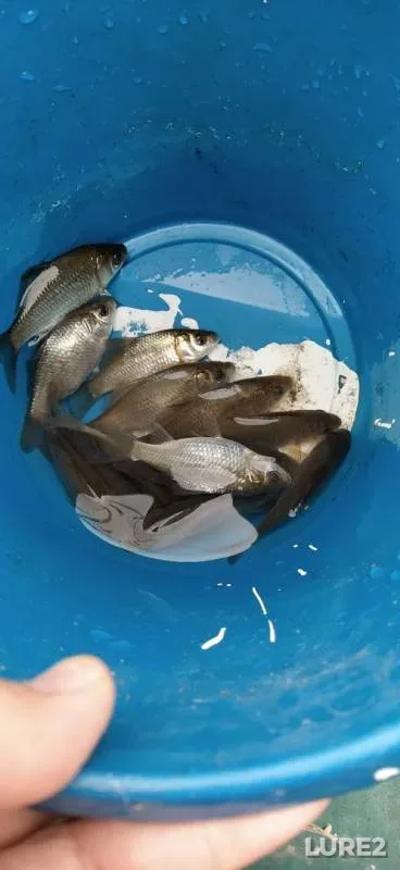 Карась — Ольховое, 17 окт. 2019 г.