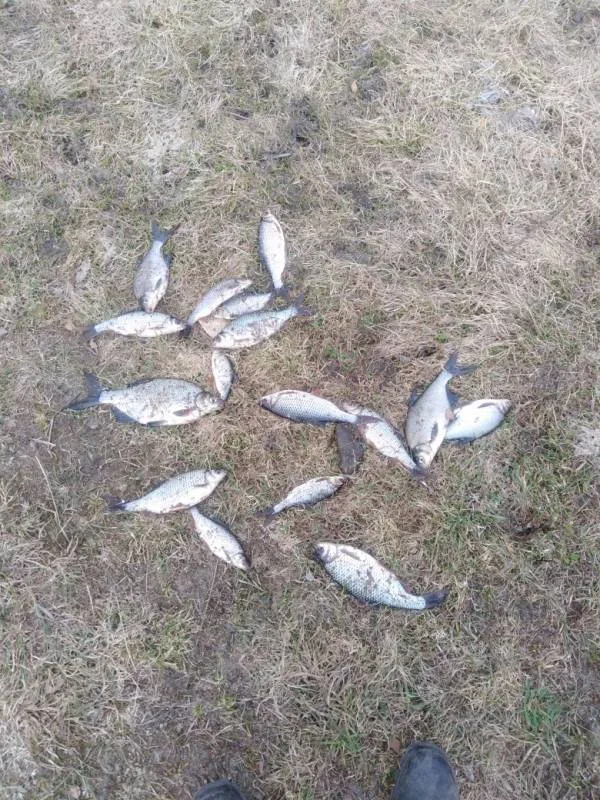 Лещ