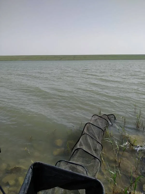 Уклейка, Лещ