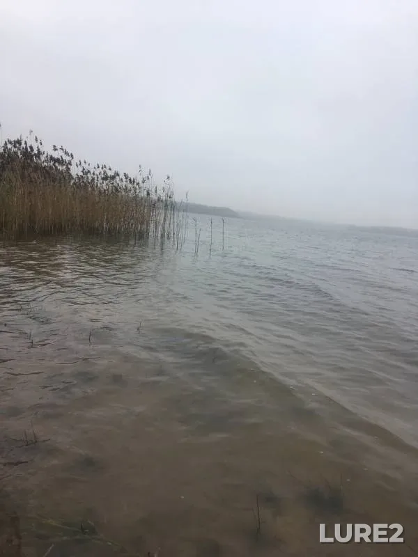 Окунь, Плотва