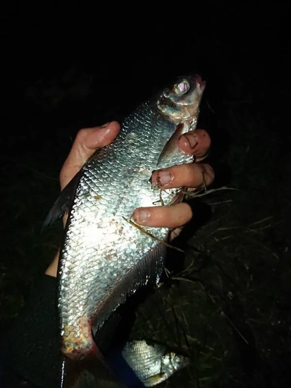 Густера