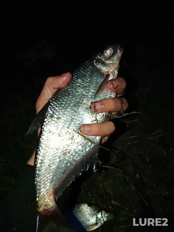 Густера — Клязьма, 08 сент. 2019 г.