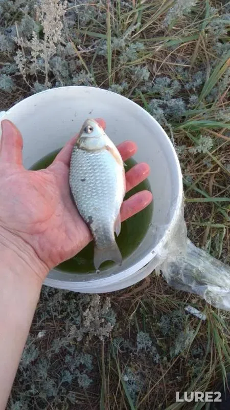Карась — Самарская область, 11 сент. 2019 г.