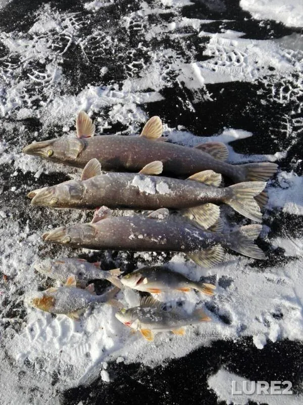 Окунь, Щука — Самарская область, 28 нояб. 2019 г.