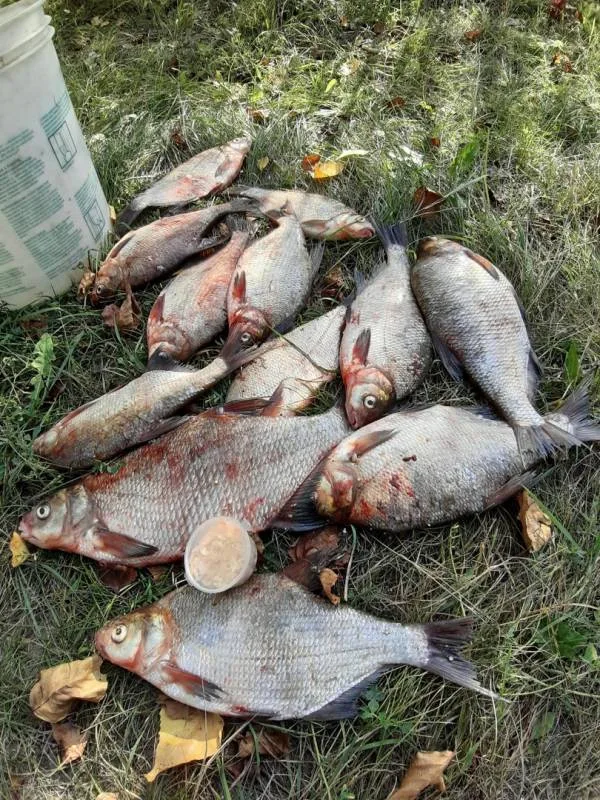 Лещ