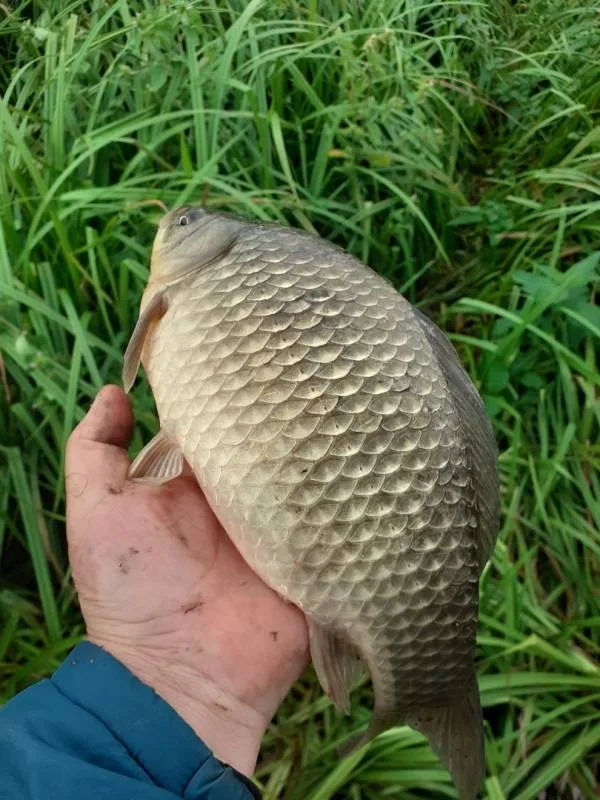 Карась