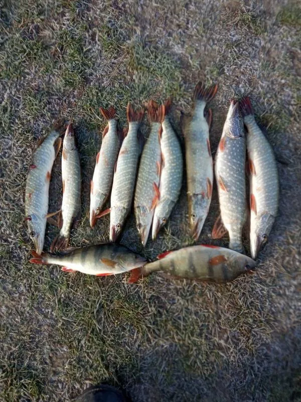 Окунь, Щука