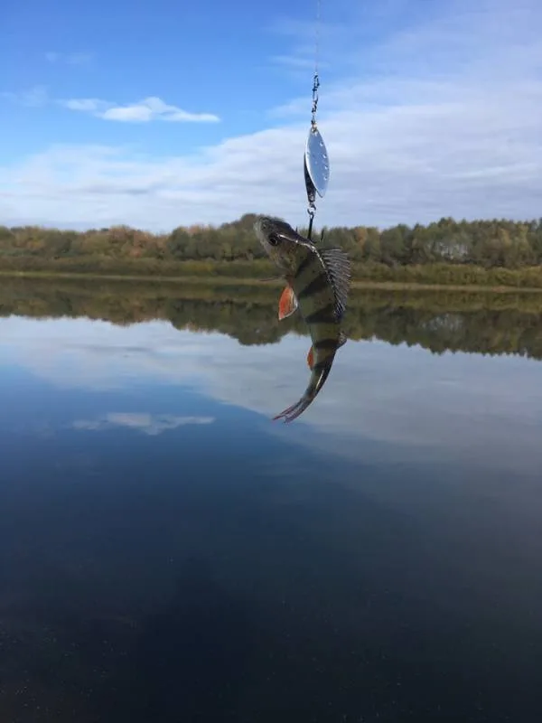 Окунь