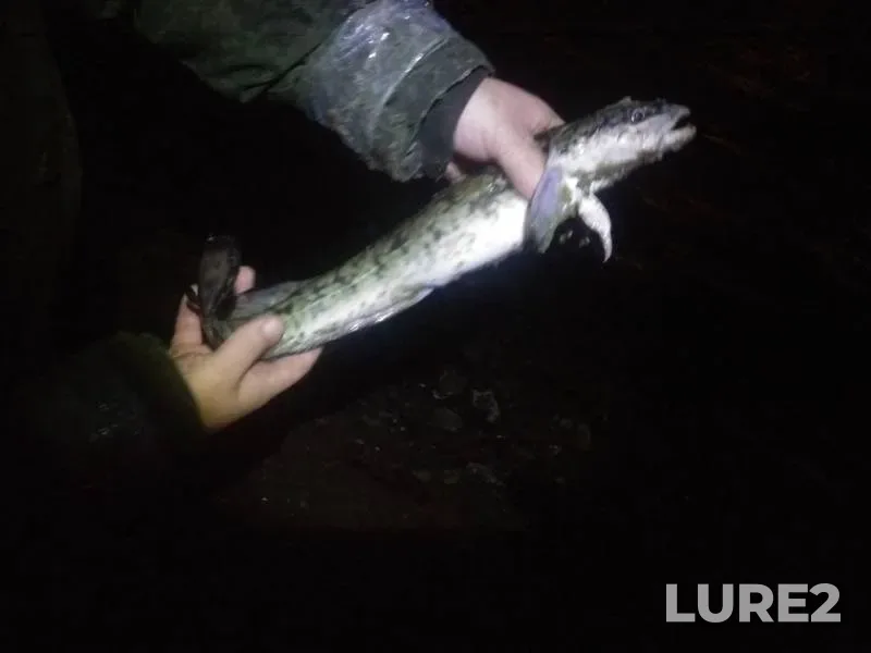 Налим — Ока, 12 окт. 2019 г.