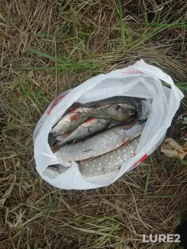 Окунь, Щука — Дядьковский затон, 18 окт. 2019 г.