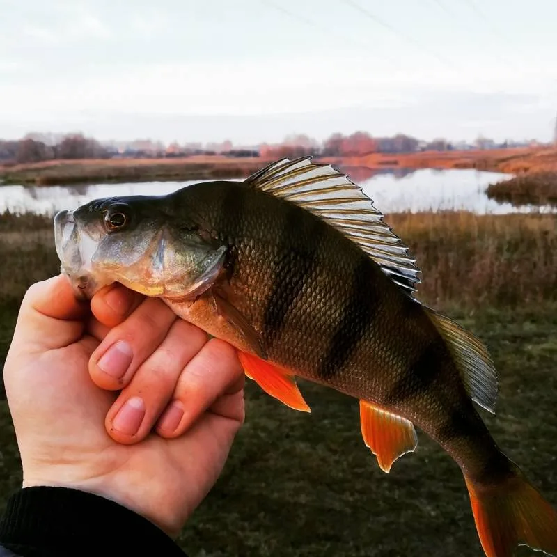 Окунь