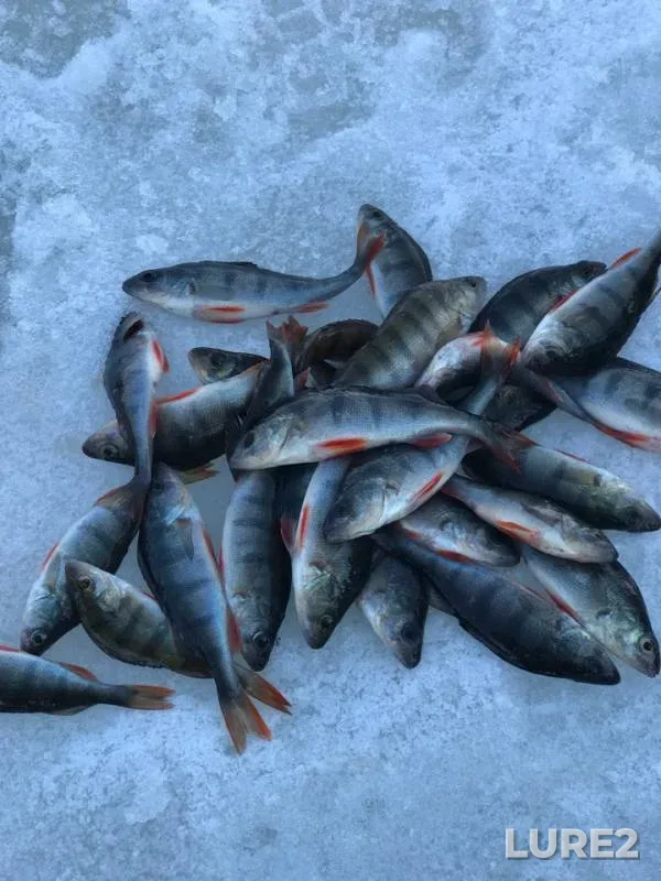 Окунь — Пермский край, 24 мар. 2019 г.