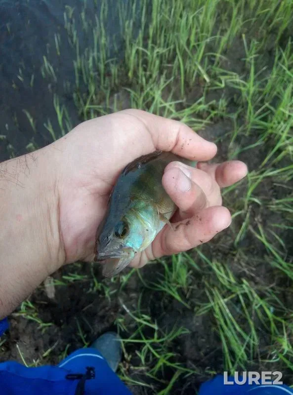 Окунь, Щука — Ерек, 10 июл. 2019 г.