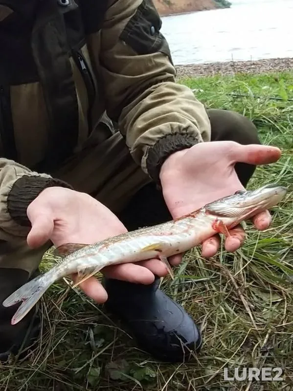 Щука — Пермский край, 05 авг. 2019 г.