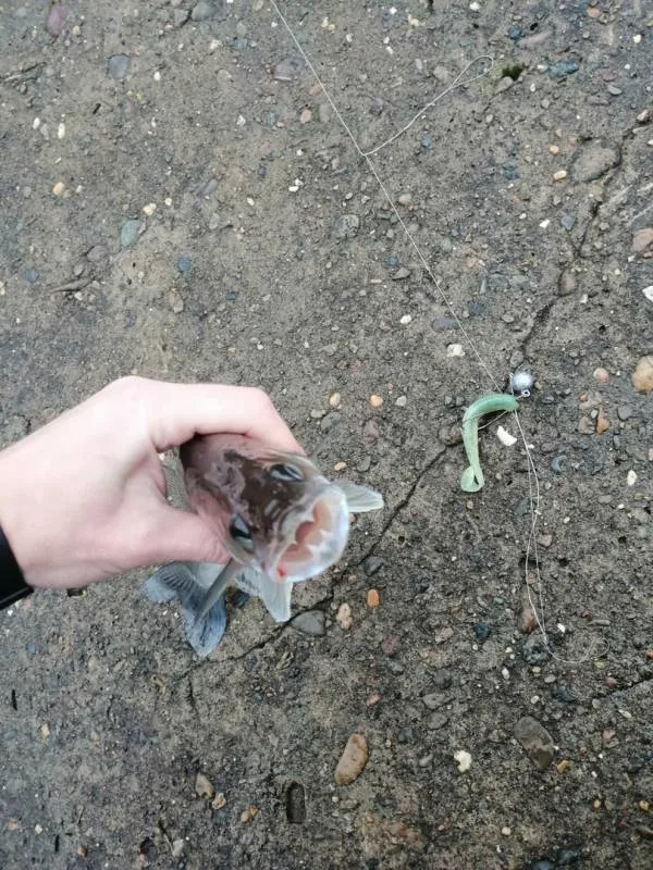 Окунь, Судак