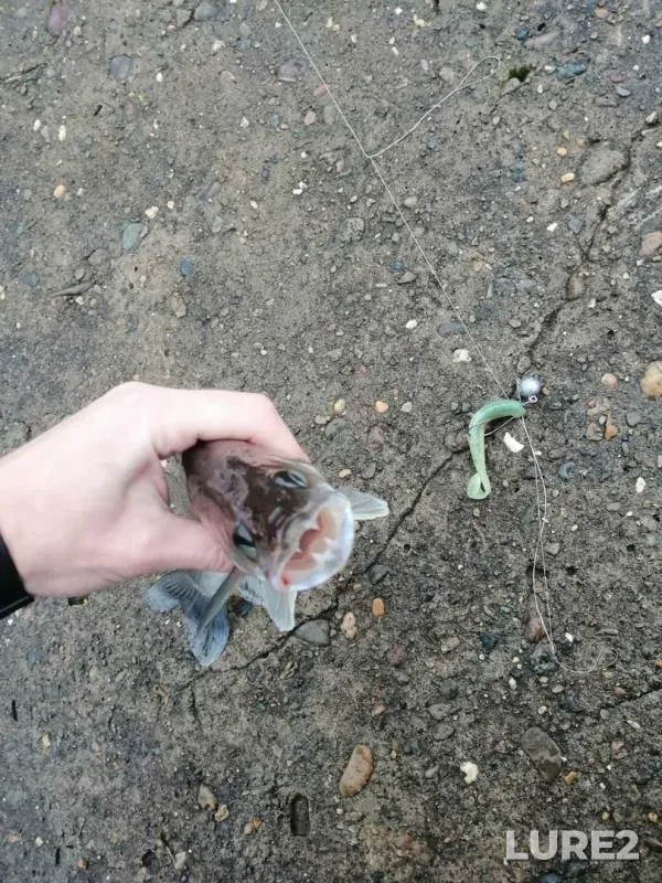 Окунь, Судак — Малая Ласьва, 13 авг. 2019 г.
