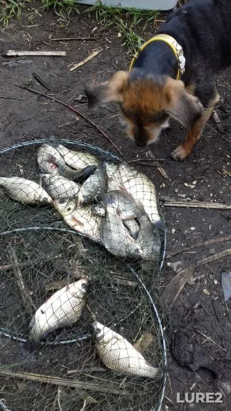 Карась — 1-й Нансенский, 17 июн. 2019 г.