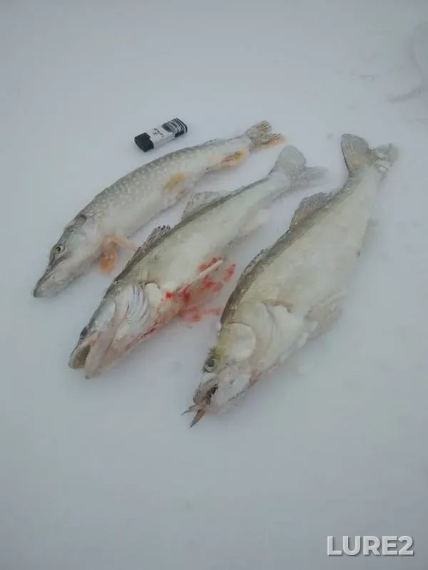 Щука, Судак — Тюменская область, Тобольский район, 17 нояб. 2019 г.