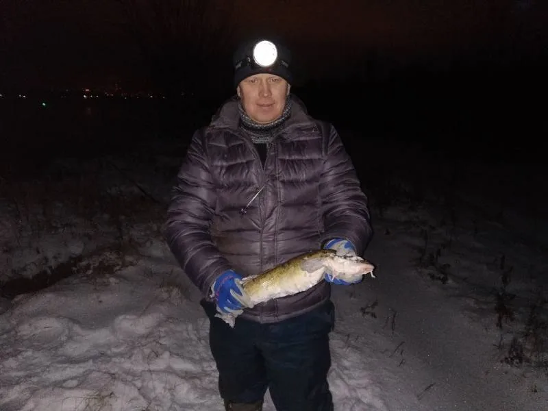 Налим