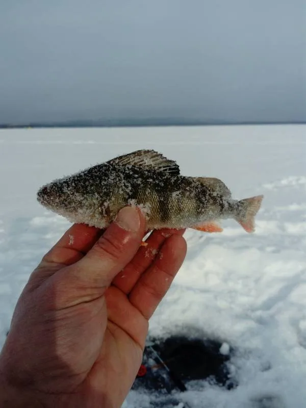 Окунь