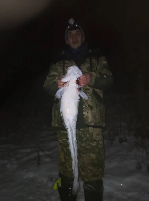Налим